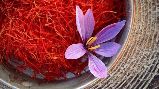 super negin ghaenat chefsaffron