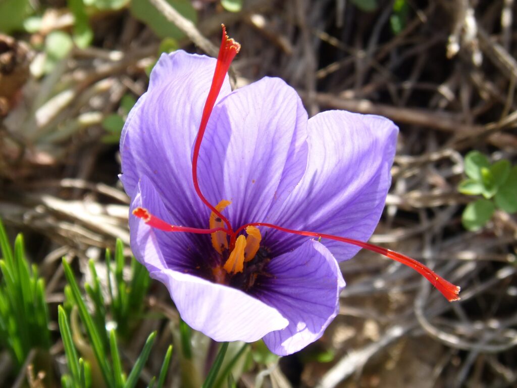 The Ultimate Guide to Buying Premium Saffron