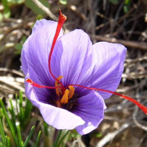 The Ultimate Guide to Buying Premium Saffron