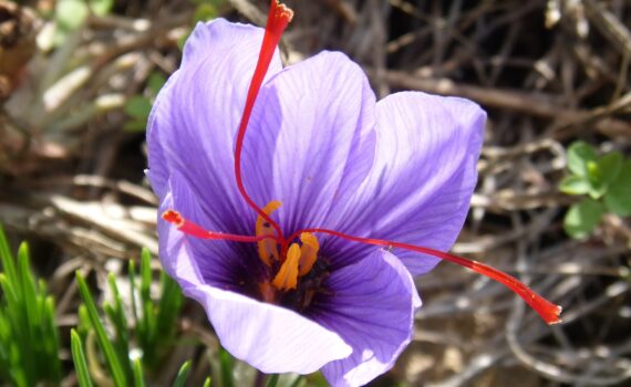 The Ultimate Guide to Buying Premium Saffron